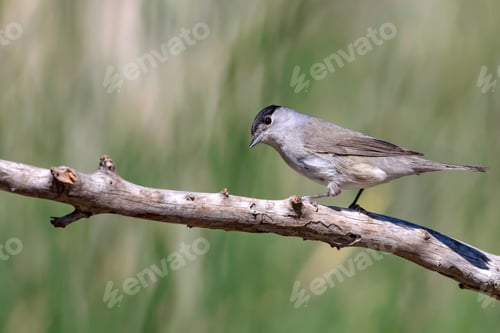 Preview: Cute Bird. Green Nature Background. Bird: Eurasian Blackcap. Sylvia Atricapilla.