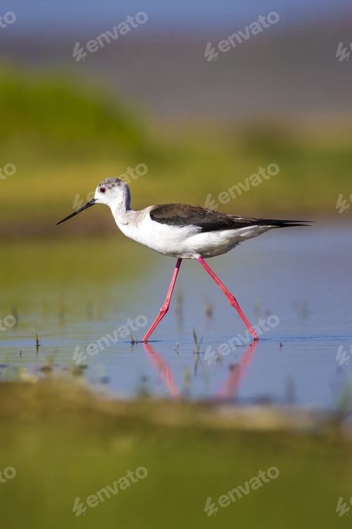 Preview: Cute Water Bird. Green Blue Nature Background. Bird: Black Winged Stilt. Himantopus Himantopus.