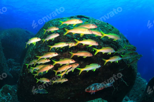 Preview: Fish School Underwater