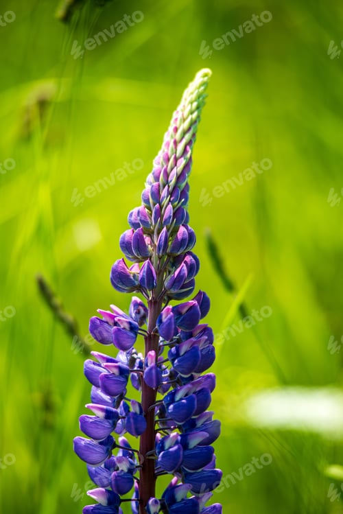 Preview: Random Color Summer Flowers In Green Meadow Under The Sun With Blur Background