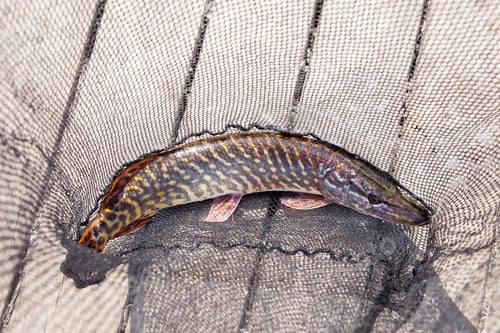 Preview: Freshwater Northern Pike Fish Know As Esox Lucius Lying On Black Fishing Net. Fishing Concept