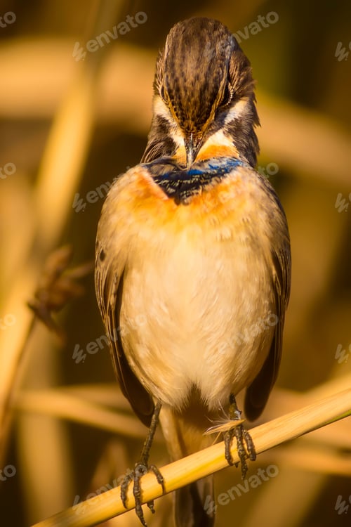 Preview: Cute Little Bird. Yellow Reeds Background. Bluethroat / Luscinia Svecica