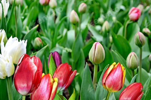 Preview: Flower Buds Of Tulips