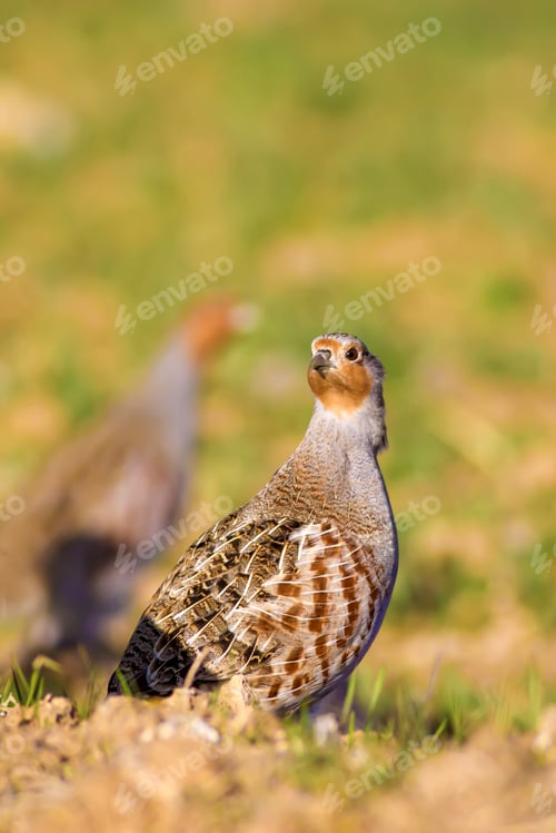 Preview: Partridge. Warm Colors Nature Background. Grey Partridge. Perdix Perdix.