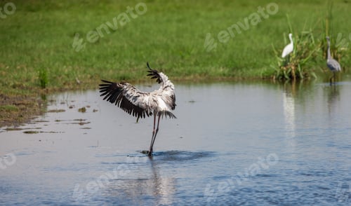 Preview: Yellow-Billed Storks (Mycteria Ibis) In The Amboseli National Park, Kenya