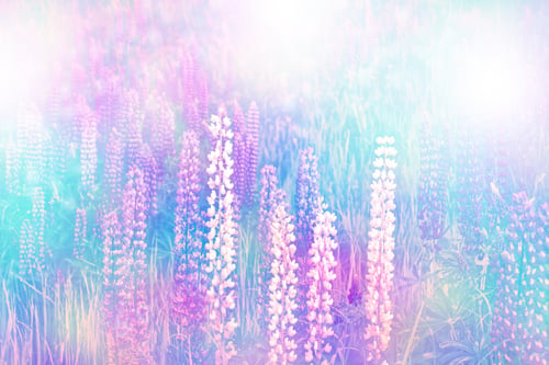 Preview: Summer Landscape With Beautiful Bright Lupine Flowers