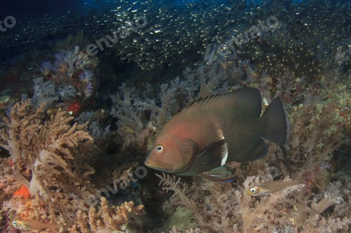 Preview: Grouper Fish Coral Reef