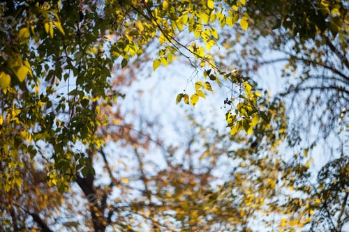 Preview: Beautiful Autumn Leaves In The Park