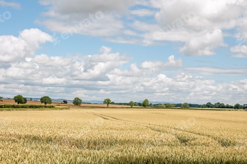 Preview: English Wheat Fields In The Summertime.
