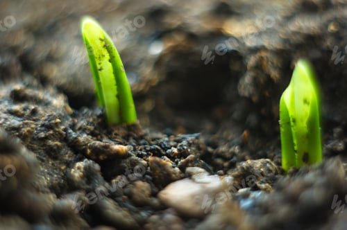 Preview: Growing Little Green Sprouts Of Young Plants