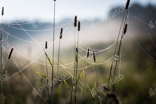 Preview: Morning Grass Ears With Spiderweb