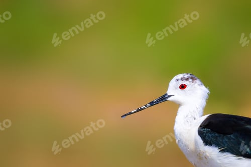 Preview: Cute Bird Portrait. Colorful Nature Background. Common Water Bird.