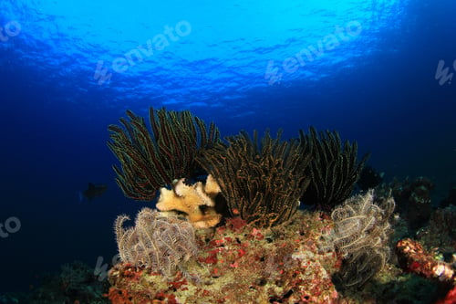 Preview: Coral Reef And Tropical Fish Underwater In Ocean