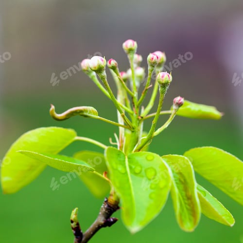 Preview: Closeup Of A Pear Tree Branch With Buds And Leaves On Springtime