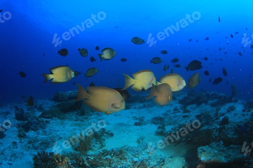 Preview: Fish On Coral Reef In Ocean