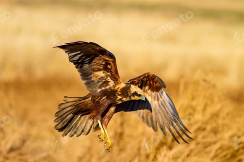 Preview: Flying Wild Bird. Yellow Nature Background.