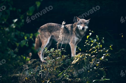Preview: Gray Wolf (Canis Lupus) Standing On Rock In Dark Forest.