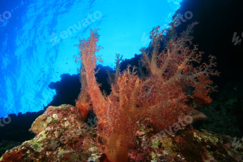Preview: Soft Coral