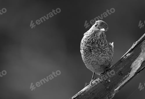 Preview: Rufous-Tailed Rock Thrush On A Wooden Log