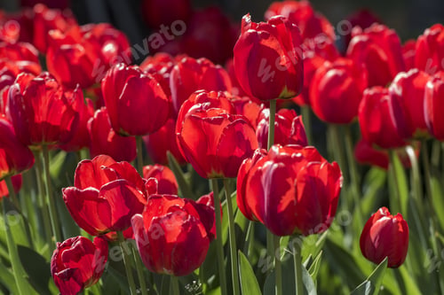 Preview: Group Of Many Red Tulips With Natural Background