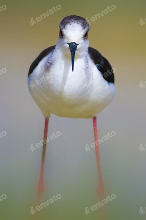 Preview: Black Winged Stilt. Himantopus Himantopus. Colorful Nature Background.