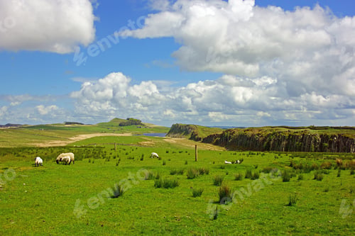 Preview: Sheep Grazing, A View Of The Northumberland Countryside And Hadrian'S Wall Looking East Towards