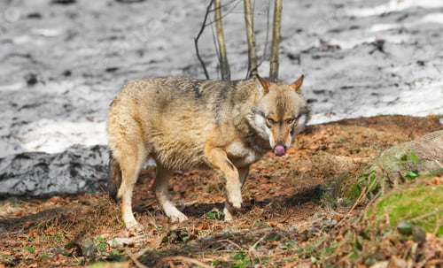 Preview: Wolf In The Bavarian Forest National Park, Bavaria, Germany