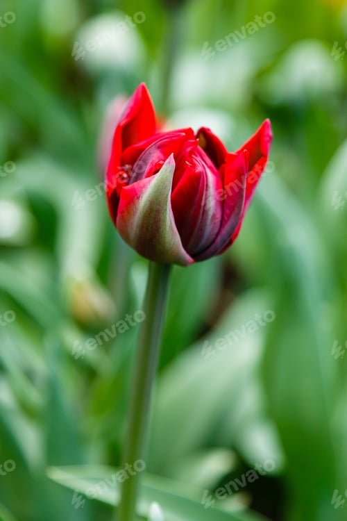 Preview: Red Flower Of Tulip Sort Red Princess. Hybrids Of Tulips - A Beautiful Spring Bulbs. Growing