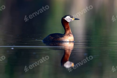 Preview: Swimming Bird. Nature Background. Bird: Red Necked Grebe. Podiceps Grisegena.