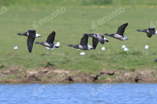 Preview: Brent Goose (Branta Bernicla) Texel Holland