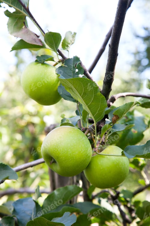Preview: Close Up View Of The Tree Branch With Organic Apple On Branch, Fruits In Orchard Ready For Picking.