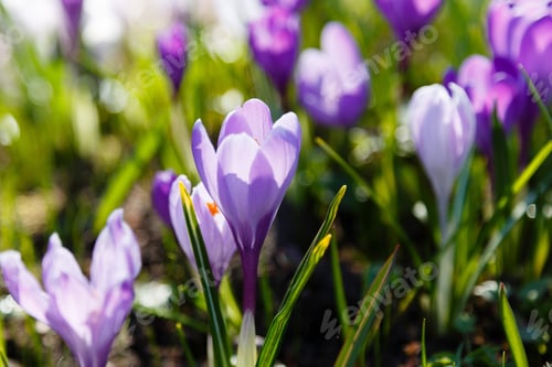 Vista previa: Los azafranes son flores bulbosas de primavera