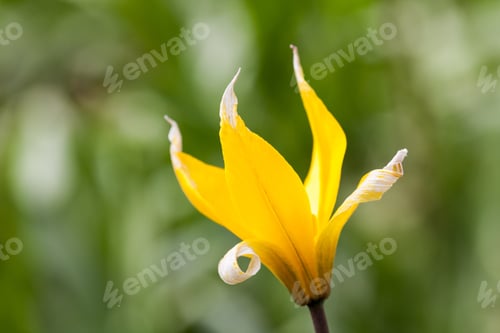 Preview: Yellow Wild Tulip (Bieberstein Tulip) In Its Natural Habitat