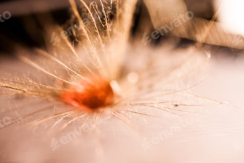 Preview: Macro, Abstract Composition With Colorful Water Drops On Dandelion Seeds