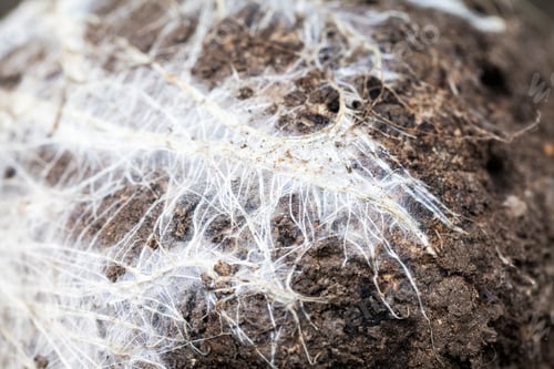 Preview: Abstract Composition With White Roots On Soil