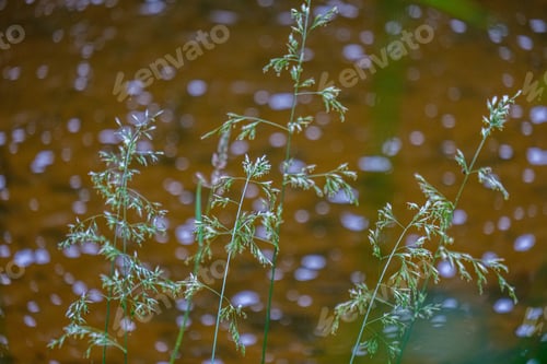 Preview: Dry Grass Bents On Blur Background Texture In Nature