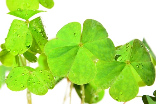 Preview: Clover St. Patrick'S Day,Drops On Clover Happiness