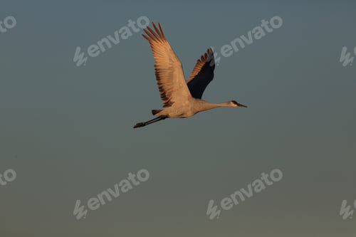 Preview: Sandhill Crane Bosque Del Apache Wildlife Reserve New Mexico Usa