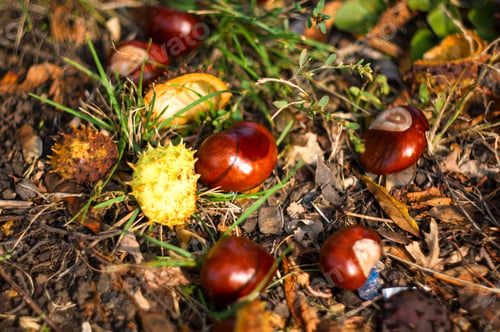 Preview: Autumn Leaves And Chestnuts On The Ground, Close Up