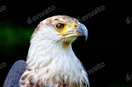 Preview: African Fish Eagle