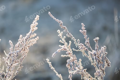 Preview: Abstract Macro Of White Hoarfrost On Plants In Winter. Abstraction Natural Background.