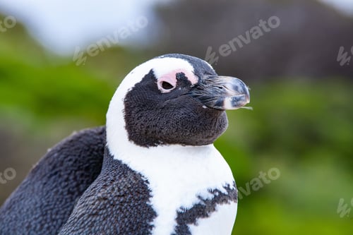Preview: African Penguin (Spheniscus Demersus), Simon'S Town, Western Cape, South Africa