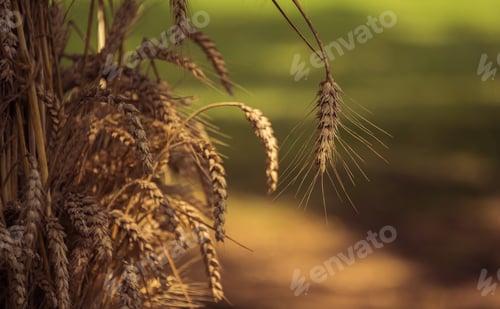 Preview: Wheat After Autumn Harvest