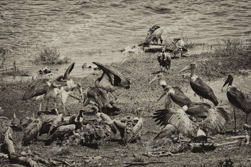 Preview: Vanishing Africa: Vintage Style Image Of Marabou Storks (Leptoptilos Crumeniferus) In The Maasai