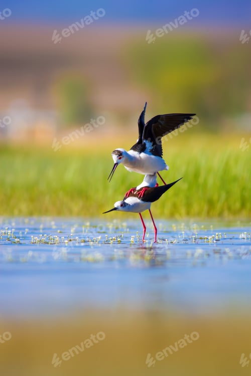 Preview: Birds Sex. Blue, Green, Yellow Nature Background.