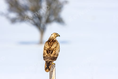 Preview: Bird Of Prey. White Snow Background.