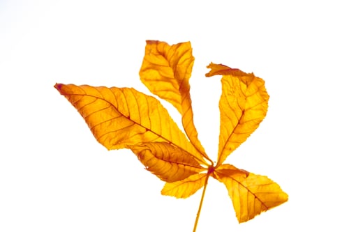 Preview: Bright Autumn Maple Leaf On A White Background.