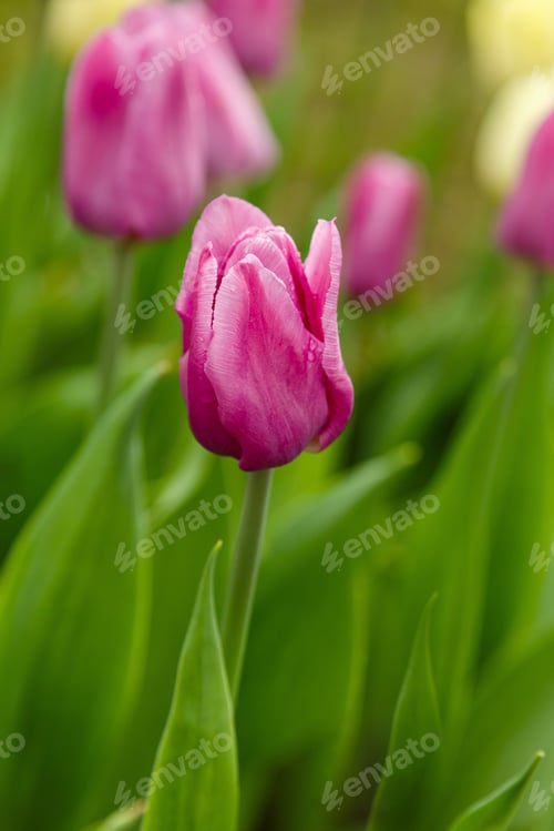 Preview: Flowering Pink Tulips In The Spring Garden. Growing Of Bulbous Plants. Variety Of Dutch Selection