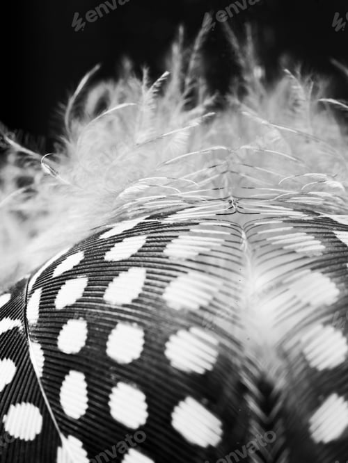 Preview: Guinea Hen Feather With Dark Background