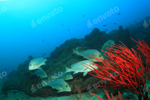 Preview: School Silver Sweetlips Fish